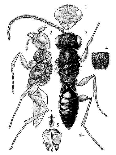 male Anteon faciale lateral and dorsal view