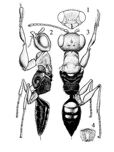 Anteon pinetellum, female, lateral and dorsal view