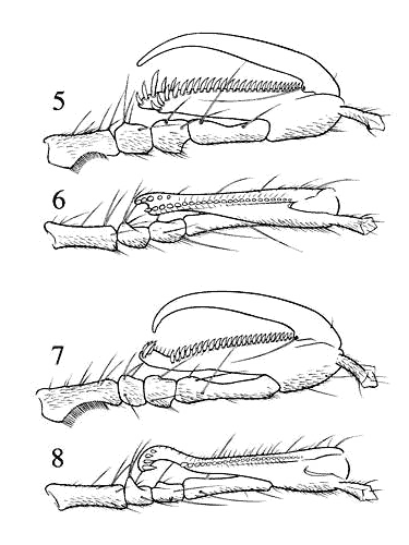 chelae Anteon pinetellum and ephippiger