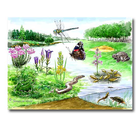 Paddenpoel Anderstein, Maarsbergen