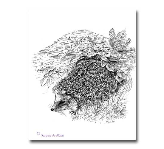 egel en bladerhoop (Altenatuur)