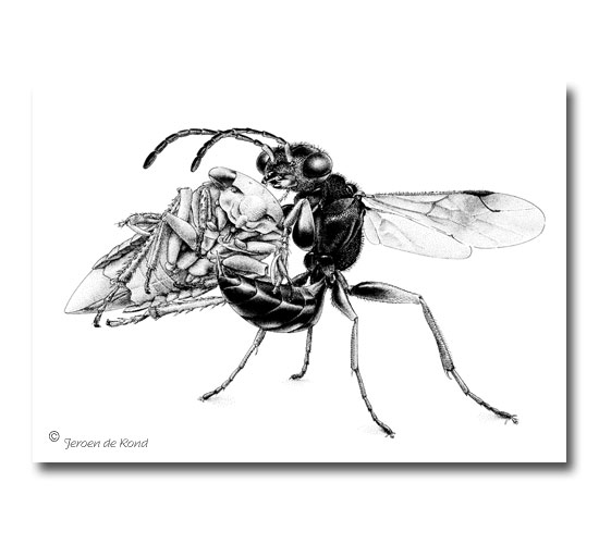 Anteon scapulare (eikentangwesp) met cicadenymf (Jassus lanio)