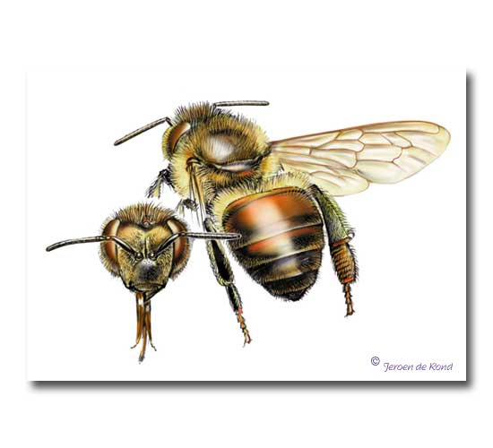 honingbij (Apis mellifera)
