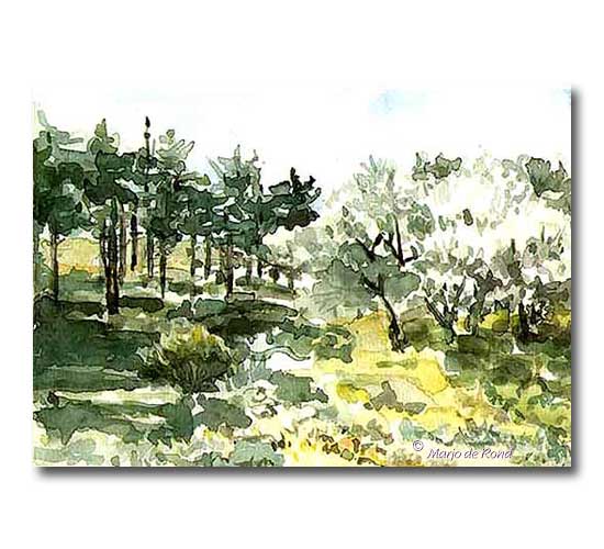 Kennemerduinen, dennenbos met abelen