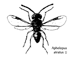 Aphelopus atratus