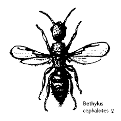 Bethylus cephalotes