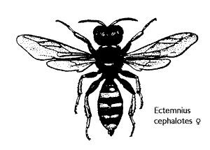 Ectemnius cephalotes
