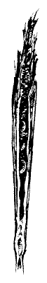 bewoonde rietgal