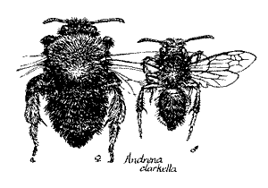 Andrena clarkella, vrouwtje en mannetje