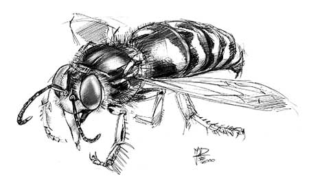 tekening harkwesp (bembix rostrata)
