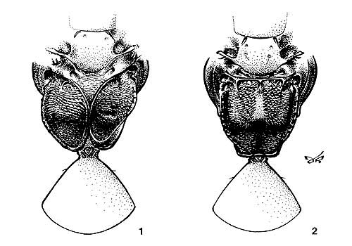 propodea Bethylus hyalinus and fuscicornis