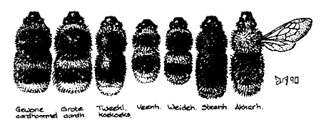 tekening 7 hommelsoorten