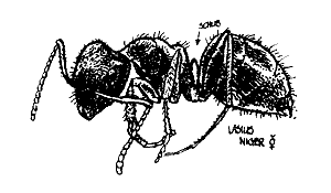 tek. Lasius niger werkster