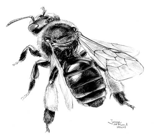 Gewone slobkousbij (Macropis europaea) vrouwtje