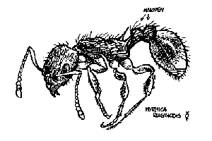 tek. Myrmica rugulosa werster