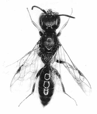 Passaloecus brevilabris, foto vrouwtje