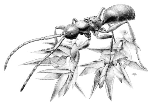 Embolemus ruddii vrouwtje