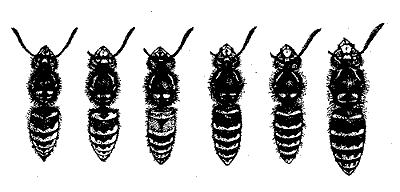 tekening 6 wespensoorten