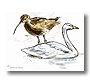 watervogels